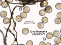 Enerthenema papillatum-amf2-micro
